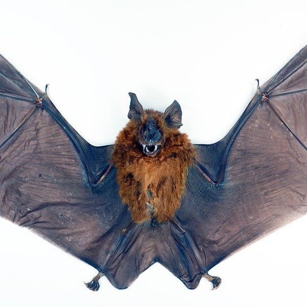 Vraie chauve-souris Hipposideros larvatus (étalé 23-24cm) Horreur Halloween Taxidermie pour cadres design de décor inhabituel