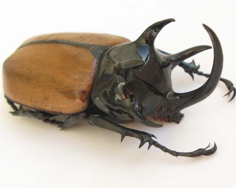 Escarabajo rinoceronte gigante real Eupatorus gracilicornis macho de más de 70 mm para obras de arte y colecciones, taxidermia y entomología.