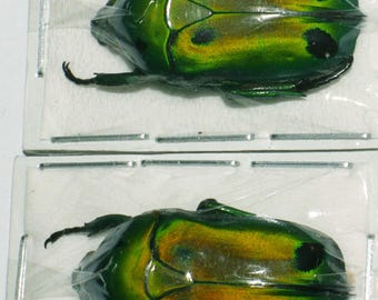 Gröna skalbaggar 2 st Heterorhina sexmaculata för konstverk, entomologiska samlingar, ramar, taxidermi
