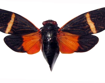 Cigarra naranja real extendida Tosena pavievi para obras de arte y colecciones insectos taxidermia