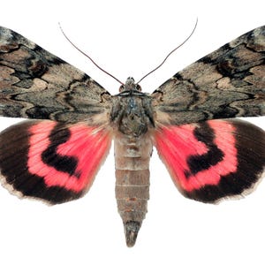 Red Catocala electa pair (male+female) papered unmounted for artwork real butterfies