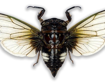 Riktigt utbredd jättecikada Cryptotympana acuta för konstverk och samlingar insekter taxidermi