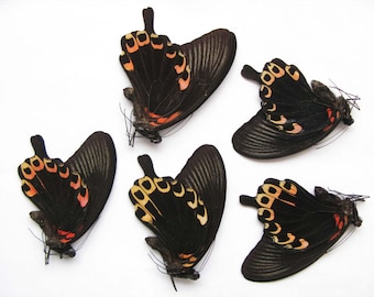 Rot, gelb schwarz Papilio deiphobus tapeziert unmontiert 5 Stück für Kunstwerk und Rahmen getrocknete Insekten Großhandel