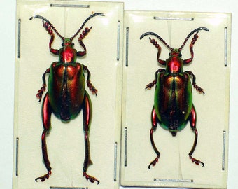 Riktig liten regnbågsbagge Sagra laticollis hane och hona för konstverk och samlingar ovanliga insekter taxidermi entomologi