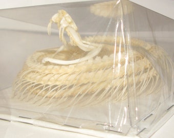Real Skeleton of Snake Trimeresurus albolabris from Indonesia Horror Taxidermy Halloween