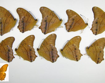 Mariposas Vindula arsinoe auténticas y económicas, empapeladas, sin montar, 10 unidades para obras de arte, marcos y colecciones.