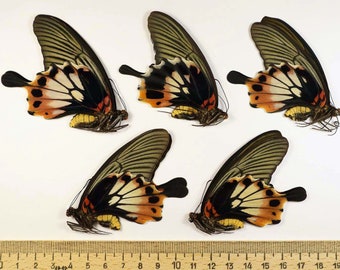 Real butterflies Papilio memnon agenor 5 females papered unmounted for artwork