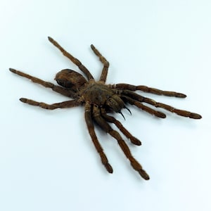 Pode incluir: Uma aranha tarântula marrom com oito patas e um corpo peludo em um fundo branco.