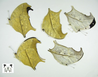 5 mariposas de perla Salamis anacardii duprei (A1/A-), venta al por mayor, ideales para trabajos artísticos y taxidermia de insectos.