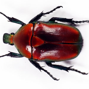 Puede incluir: Una vista de cerca de un escarabajo rojo y verde con patas negras. El escarabajo está sobre un fondo blanco.