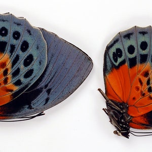 Blue red beautiful butterfies Agrias beatifica 2 pcs for frames artworks entomology collections