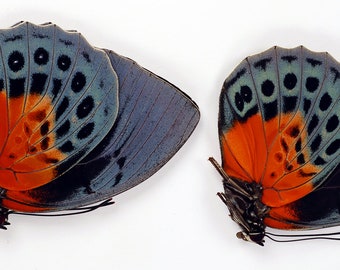 Blå röda vackra fjärilar Agrias beatifica 2 st för ramar konstverk entomologiska samlingar