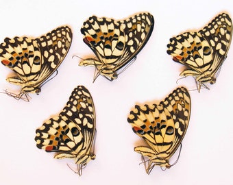 Mariposas de colores Citrus Swallowtail Papilio demoleus 5 piezas empapeladas desmontadas para obras de arte