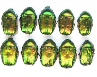Cetonia aurata 10 piezas de pequeños escarabajos verdes reales sin montar al por mayor para obras de arte y colecciones, taxidermia y entomología