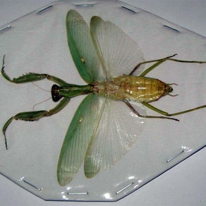 Real giant praying Asian mantis Hierodula patellifera spread for artwork, frames and collections