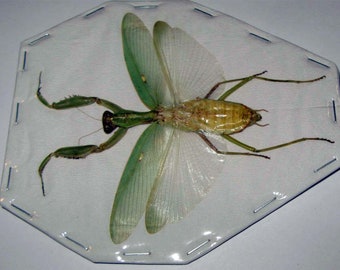 Real giant praying Asian mantis Hierodula patellifera spread for artwork, frames and collections