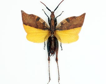 Riktig färgglad tropisk gräshoppa Trigonopteryx celebesia med utbredda vingar, för insektskonst och samlingar Taxidermi