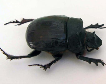 Riktig jättelik skarabébagge Heliocopris hamadryas 40+ mm från Kamerun för konstverk och samlingar taxidermi entomologi