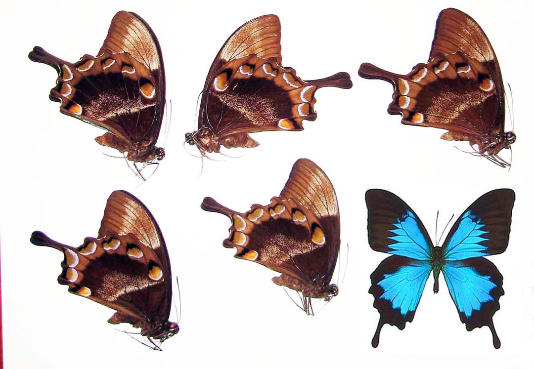 Real Blue Butterfly Papilio Ulysses Papered Unmounted 5 Males for ...
