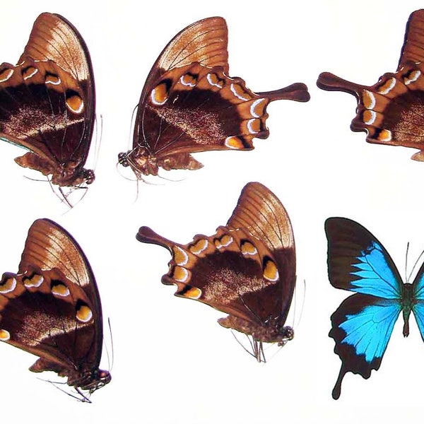 Real blue butterfly Papilio ulysses papered unmounted 5 males for artwork and frame dried insects wholesale