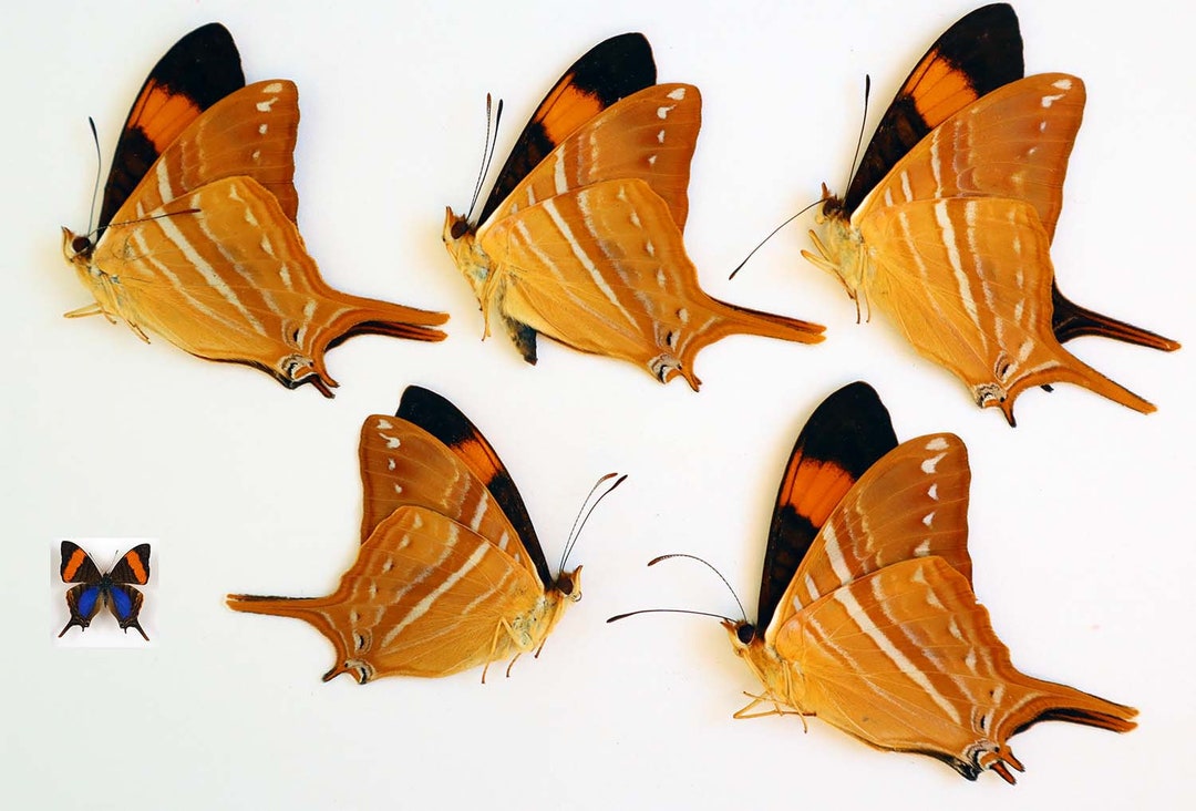 Real Butterflies Marpesia Marsella (daggerwing) Papered Unmounted