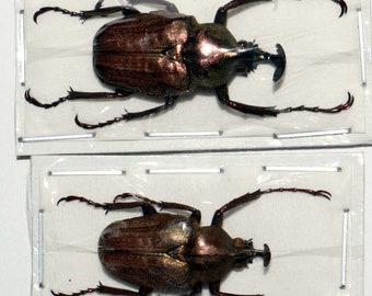 Liten fin ovanlig skalbagge Mycteristes rhinophyllus 2 st för konstverk och entomologisamlingar