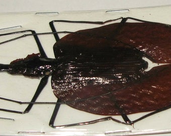 Mormolyce phyllodes 80+mm violin guitar beetle for artwork and collections real beetles taxidermy entomology wholesale