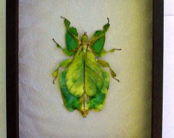 Phyllium pulchrifolium real framed leaf-insect