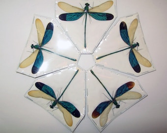Neurobasis chinensis florida 5 pcs (spread) for artwork real giant blue dragonfly supply wholesale