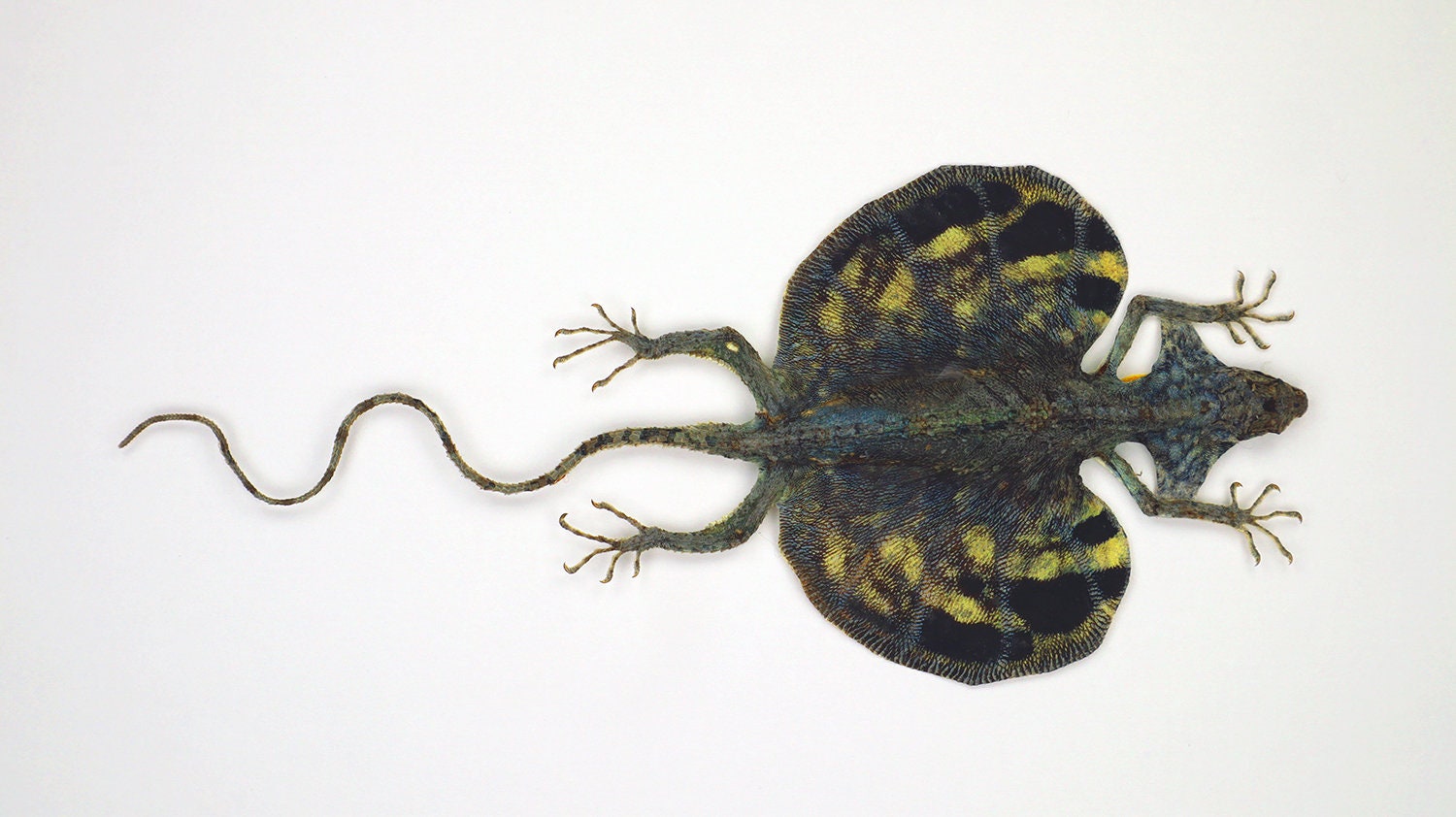 Real Dried Flying Lizard Dragon Draco Volans Horror Halloween
