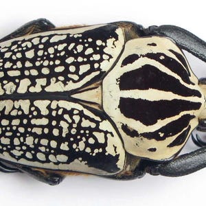 Op de afbeelding: Een Goliathkever-exemplaar met een zwart en crèmekleurig exoskelet. De dekschilden vertonen een dicht, gevlekt patroon, terwijl het halsschild is gemarkeerd met lengtestrepen. Het insect heeft donkere, gesegmenteerde poten en voelsprieten.