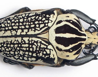 Goliathus orientalis macho de más de 90 mm del Congo para obras de arte y colecciones, escarabajos reales, taxidermia, entomología, venta al por mayor, gran tamaño