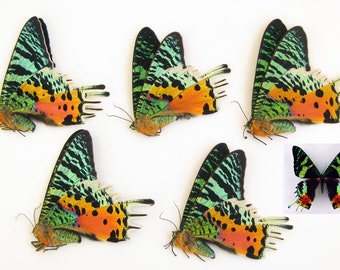 Colorful green red tropical butterflies Urania ripheus papered unmounted 5 pcs for artwork and collection