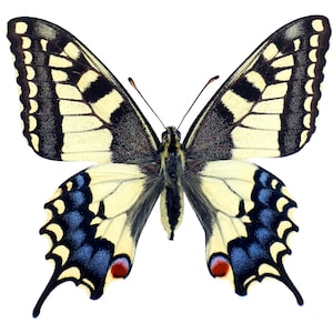 Papilio machaon Papilio machaon maschio+femmina su carta non montata per collezioni didattiche artistiche