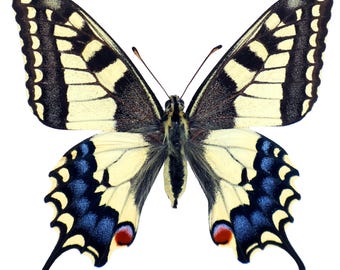 Papilio machaon Yellow Swallowtail male+female papered unmounted for artwork education collections