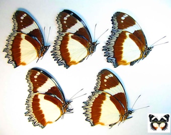 5 mariposas tropicales reales y coloridas Hypolimnas dexithea empapeladas sin montar para obras de arte y colecciones
