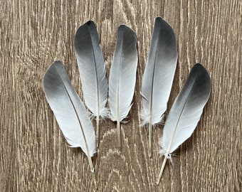 Short Homing Pigeon Feathers (Naturally Shed)