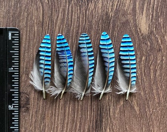 Double Blue Jay Feathers (Ethically Sourced) CHECK MY SIZE before buying