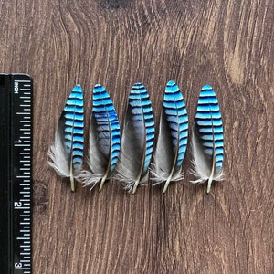 Double Blue Jay Feathers (Ethically Sourced) CHECK MY SIZE before buying