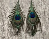 Peacock Eyes (Natural Peacock Feathers)