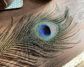 Natural Peacock Feathers (10-12 quot )