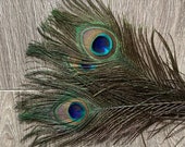 Natural Peacock Feathers (10-12 quot )
