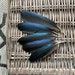 Blue Magpie Feathers (Ethically Sourced) CHECK MY DESCRIPTION before buying 