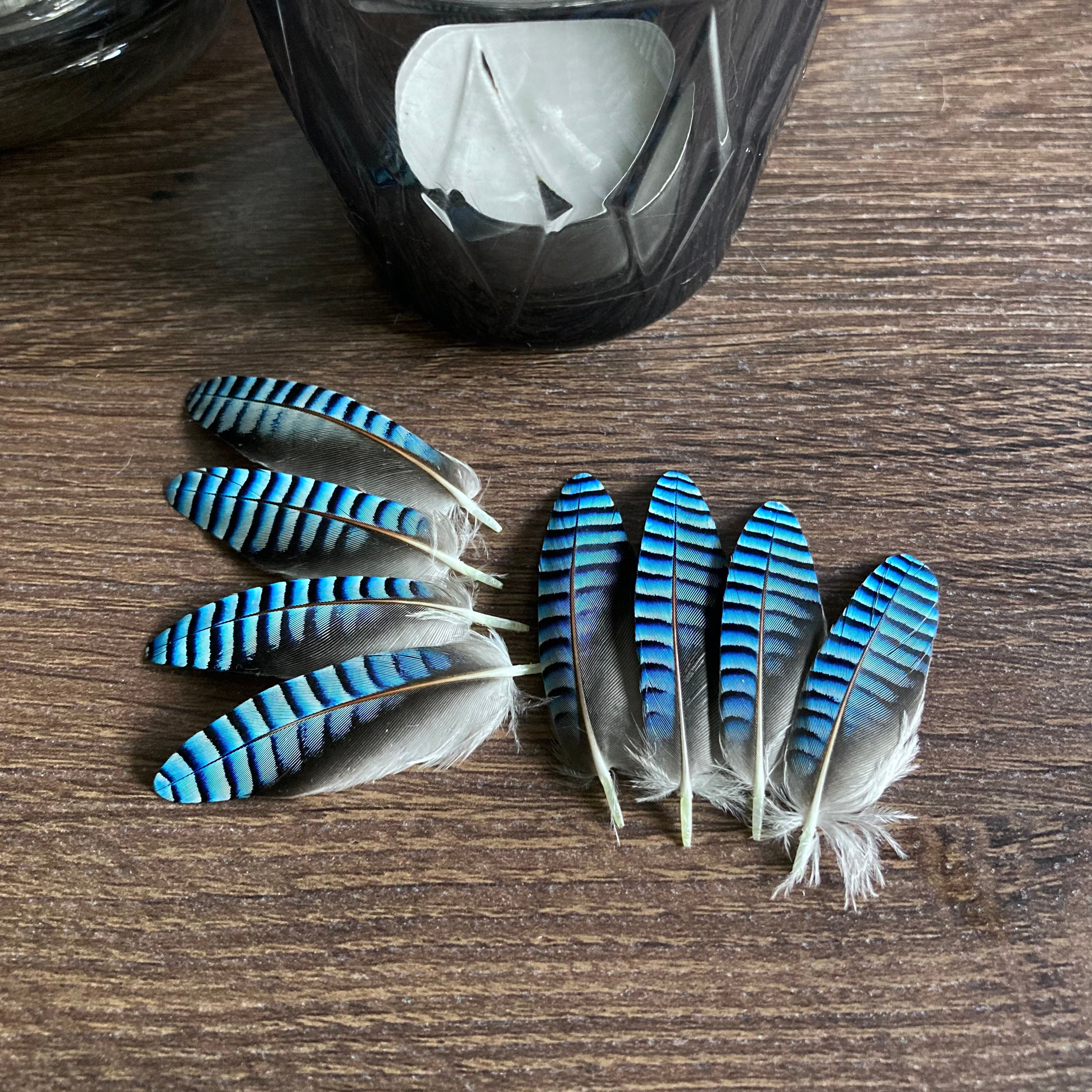 Double Blue Jay Feathers ethically Sourced CHECK MY SIZE Etsy