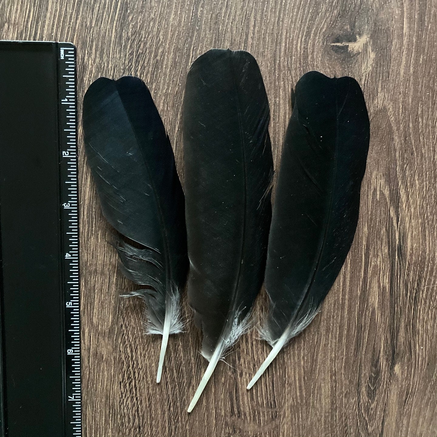 Black Crow Wing Feathers - Etsy