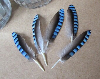 Blue Jay Feathers (Ethically Sourced)