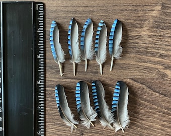 Blue Jay Feathers - (Ethically Sourced) CHECK MY SIZE before buying