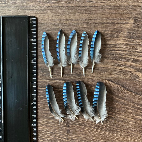 Blue Jay Feathers - (Ethically Sourced) CHECK MY SIZE before buying