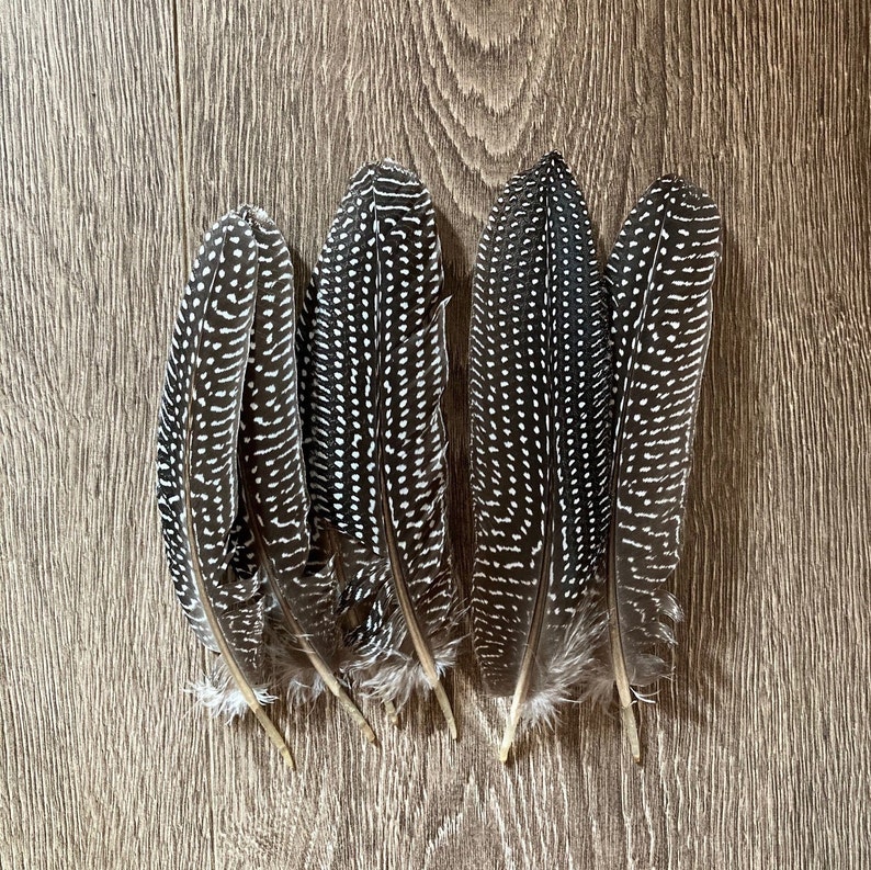Guinea Fowl Feathers Etsy