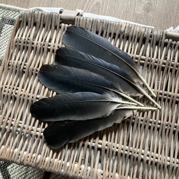Large Black Crow Feathers Etsy